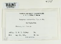 Uromyces euphorbiae image