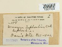 Uromyces euphorbiae image