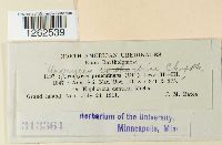 Uromyces euphorbiae image