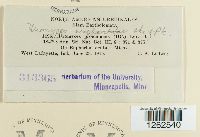 Uromyces euphorbiae image