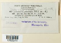 Uromyces euphorbiae image