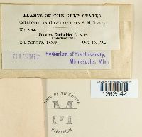 Uromyces euphorbiae image