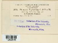 Uromyces euphorbiae image