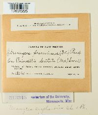 Uromyces euphorbiae image