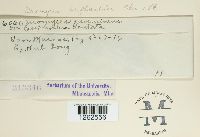 Uromyces euphorbiae image