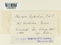 Uromyces euphorbiae image