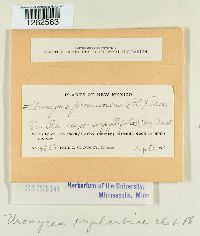 Uromyces euphorbiae image