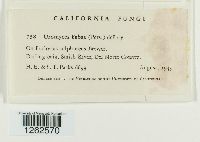 Uromyces fabae image