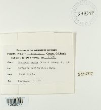 Uromyces fabae image