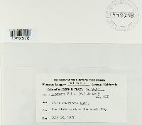 Uromyces fabae image