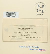 Uromyces fabae image