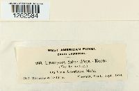 Uromyces fabae image