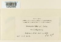 Uromyces fabae image