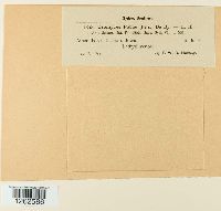 Uromyces fabae image