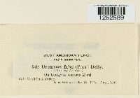 Uromyces fabae image