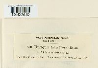 Uromyces fabae image