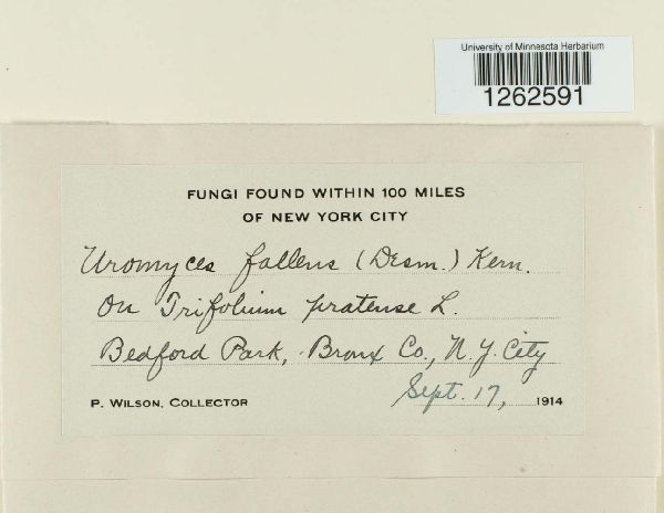 Uromyces fallens image