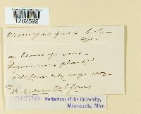 Uromyces fallens image