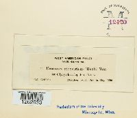 Uromyces glycyrrhizae image