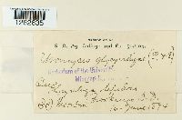 Uromyces glycyrrhizae image