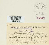 Uromyces glycyrrhizae image