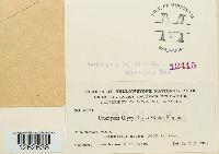 Uromyces glycyrrhizae image