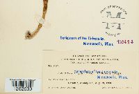 Uromyces glycyrrhizae image