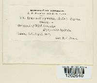 Uromyces glycyrrhizae image