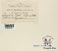 Uromyces glycyrrhizae image