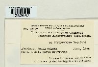 Uromyces glycyrrhizae image