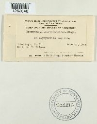 Uromyces glycyrrhizae image