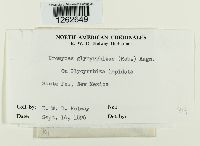 Uromyces glycyrrhizae image