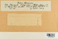 Uromyces glycyrrhizae image