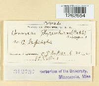 Uromyces glycyrrhizae image