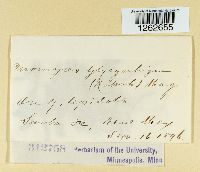 Uromyces glycyrrhizae image