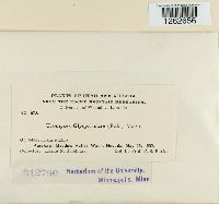 Uromyces glycyrrhizae image