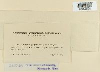 Uromyces glycyrrhizae image