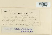 Uromyces glycyrrhizae image