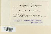 Uromyces glycyrrhizae image