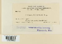 Uromyces glycyrrhizae image