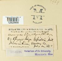 Uromyces glycyrrhizae image