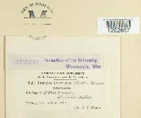 Uromyces glycyrrhizae image