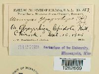 Uromyces glycyrrhizae image