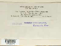 Uromyces glycyrrhizae image