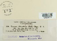 Uromyces glycyrrhizae image