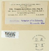 Uromyces glycyrrhizae image