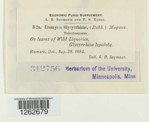 Uromyces glycyrrhizae image