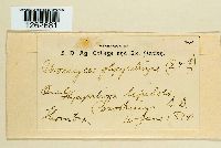 Uromyces glycyrrhizae image