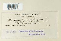 Uromyces glycyrrhizae image