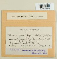 Uromyces glycyrrhizae image